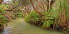 Eli Creek - Fraser Island - QLD (PB5D 00 U3A0981)